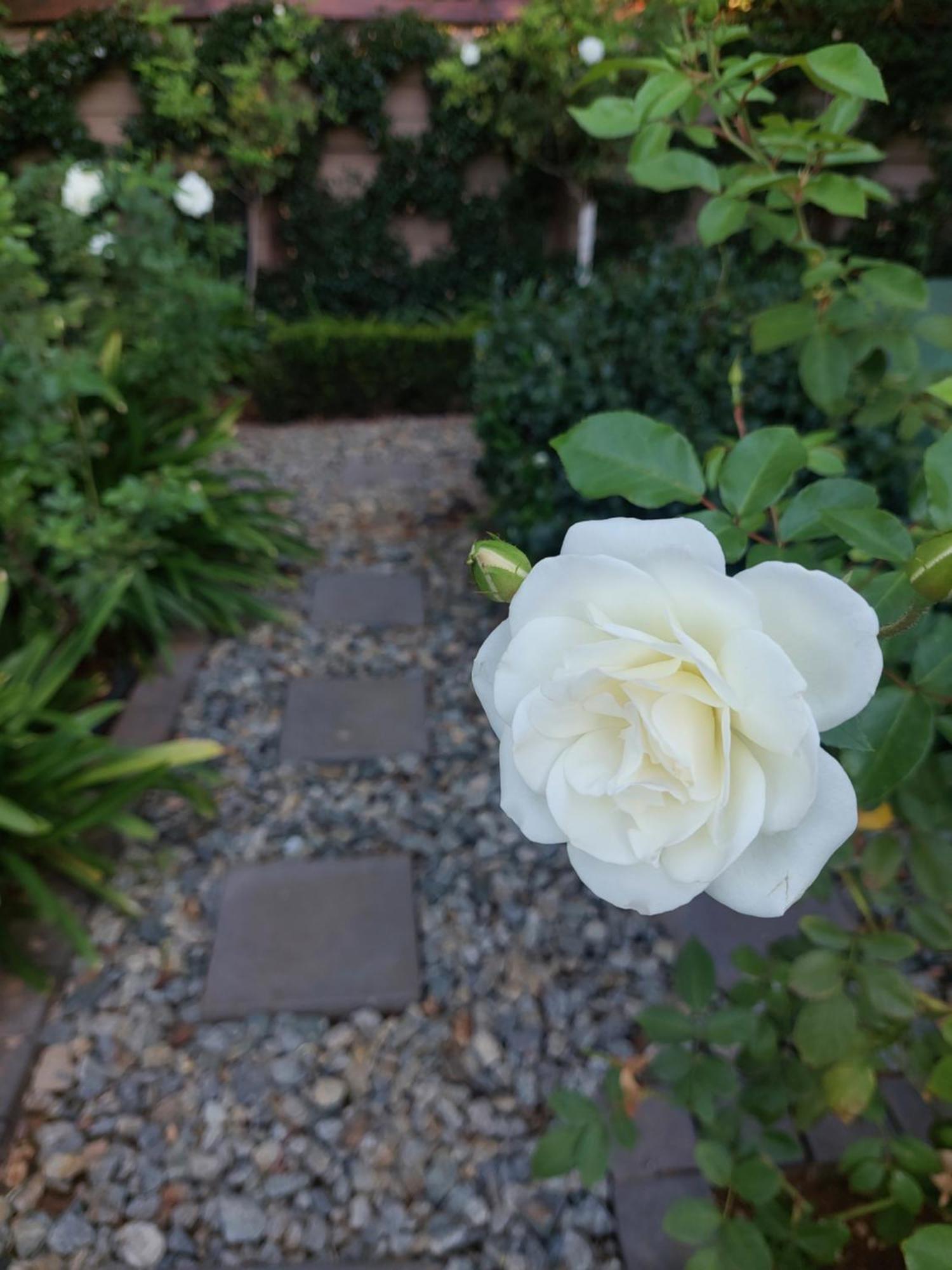 Bella Rosa Bed & Breakfast Potchefstroom Dış mekan fotoğraf